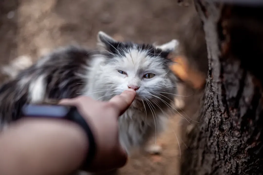 #10 - Grooming You Is the Ultimate Bonding Behavior (Image Credits: Unsplash)