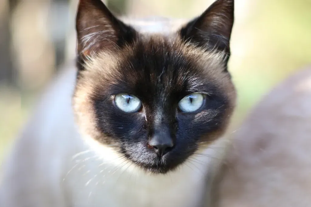 Siamese: The Chatty Shadow (Image Credits: Rawpixel)
