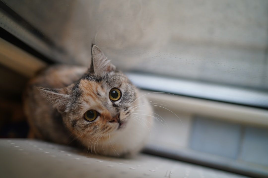 Your Cat Views Household Tasks as Quality Time (Image Credits: Unsplash)