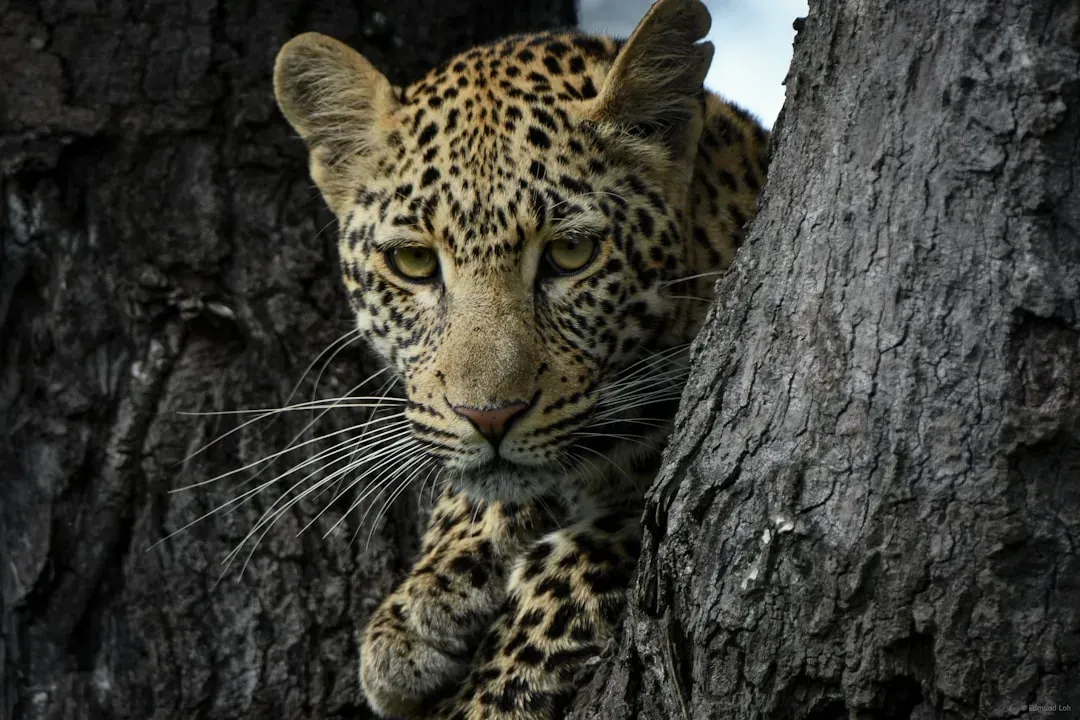Taurus: The Leopard (Image Credits: Unsplash)
