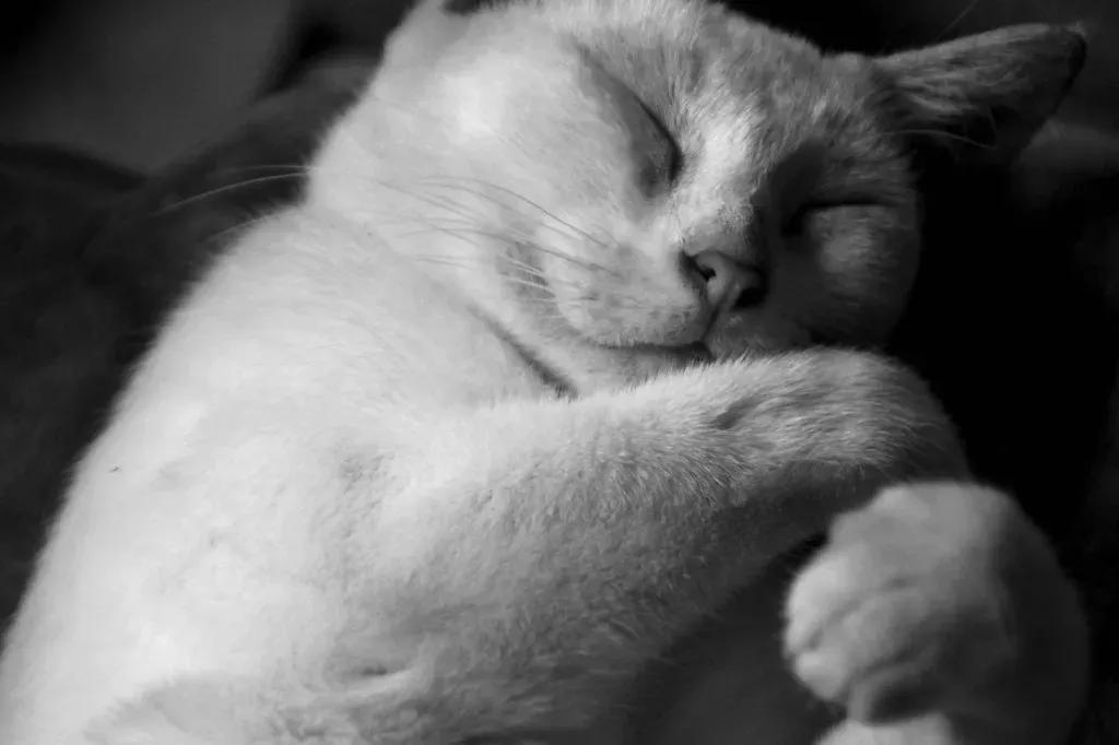#8 - Head Bunting and Cheek Rubs Become Routine (Manu praba, Flickr, CC BY 2.0)
