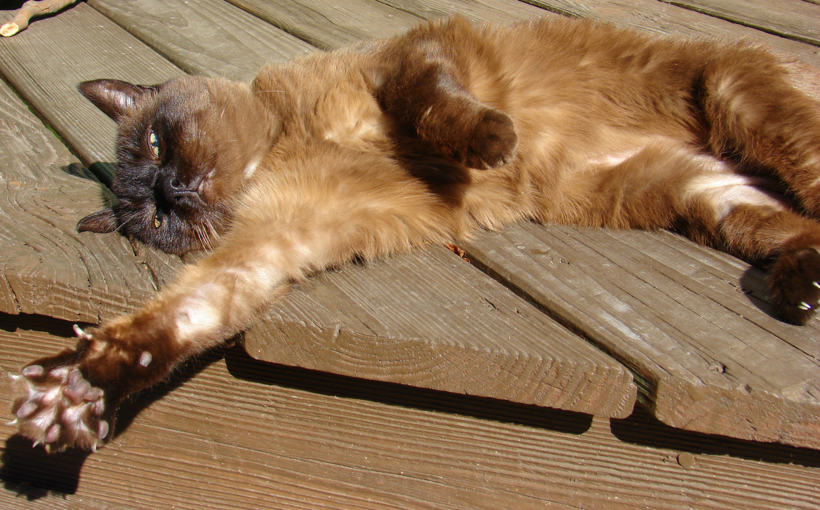 6. Tonkinese - The Inherited Talker (Image Credits: Wikimedia)