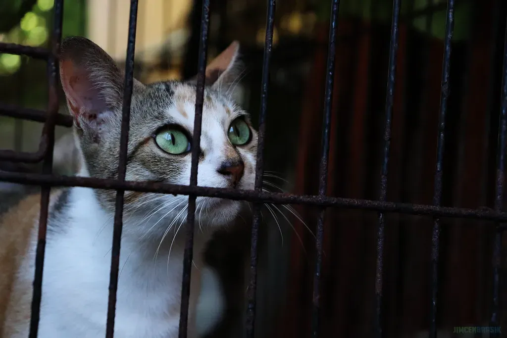 Training and Socialization Are Often Lacking (Image Credits: Flickr)