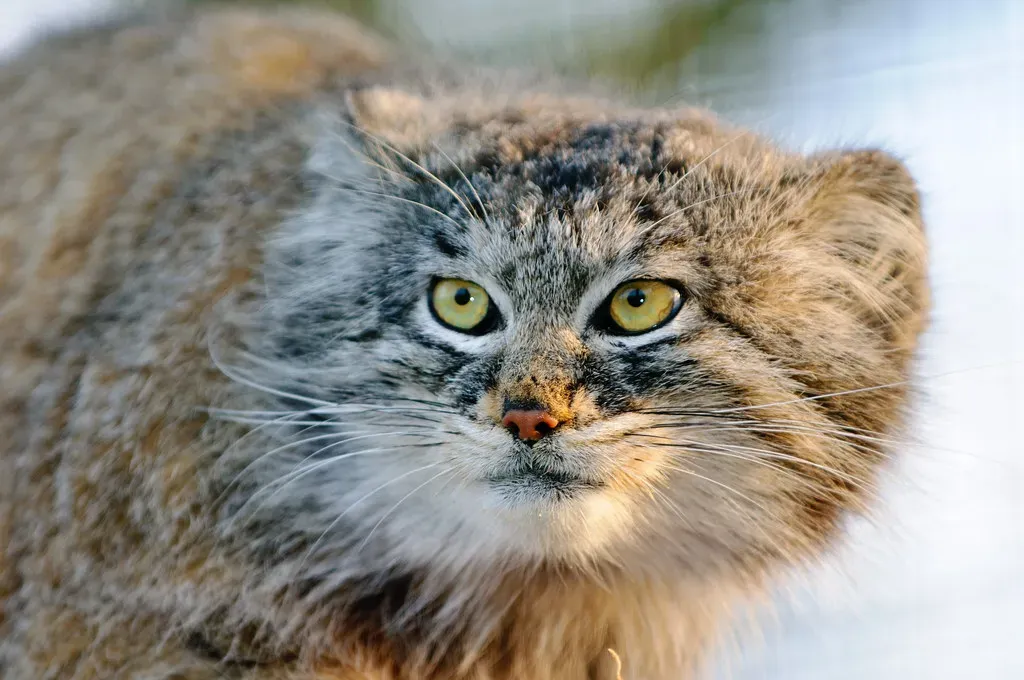 A Face Only Evolution Could Love (Image Credits: Flickr)