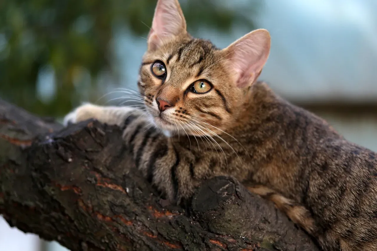 The Bigger Picture About Smaller Felines (Image Credits: Pixabay)