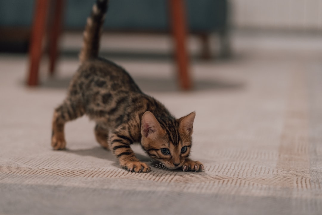 Bengal Kittens: Miniature Wild Cats With Maximum Energy (Image Credits: Unsplash)