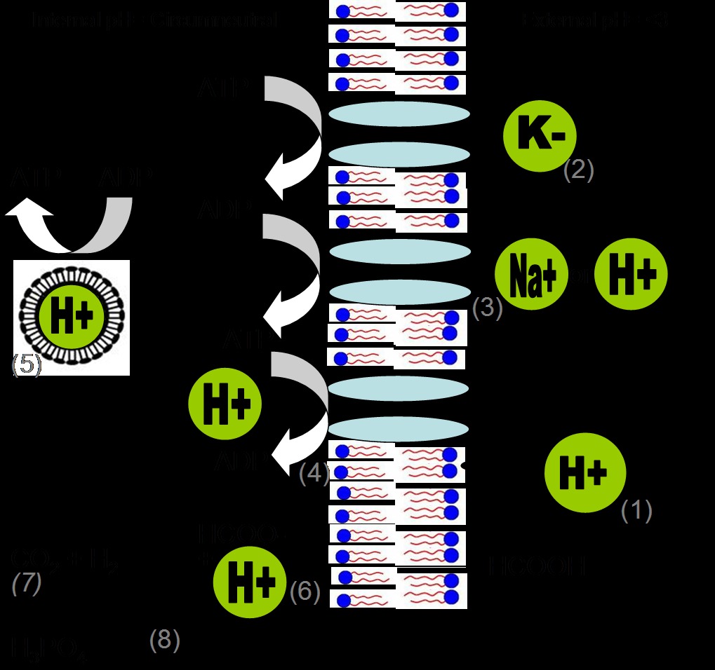 The Formation of Prebiotic Microreactors (Image Credits: Wikimedia)