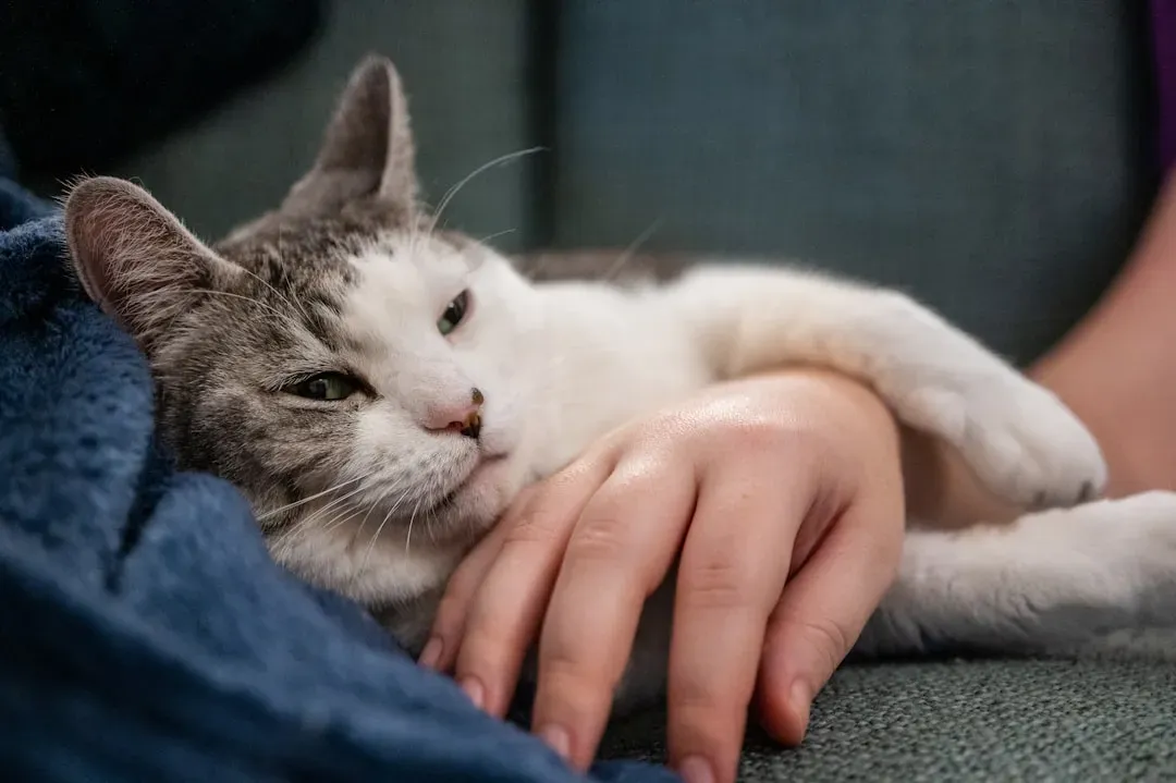 Providing Comfort in Their Final Days (Image Credits: Unsplash)