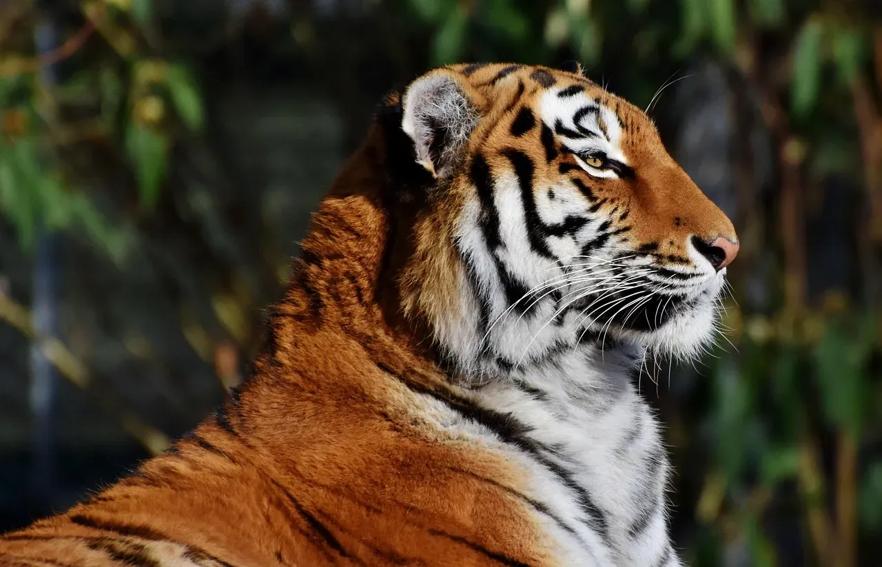 Capricorn: The Tiger (Image Credits: Pixabay)