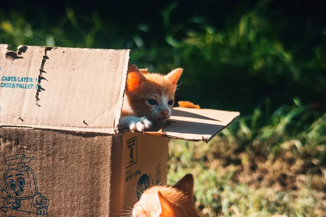 Providing Only One Litter Box (Image Credits: Unsplash)