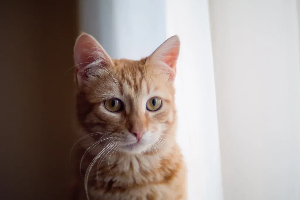 They Show Remarkable Adaptability (Image Credits: Flickr)