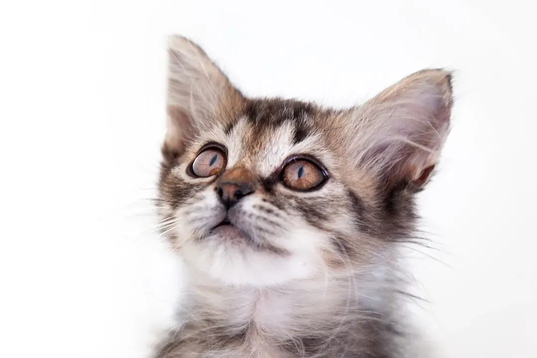 How to Respond: Speaking Your Cat's Language Back (Image Credits: Unsplash)