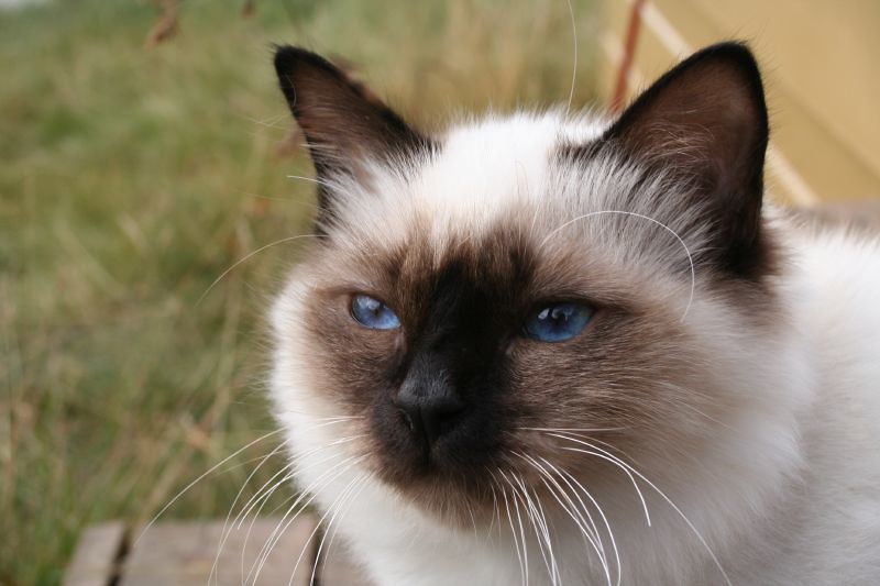 Birman: The Sacred Morning Blessing (Image Credits: Flickr)