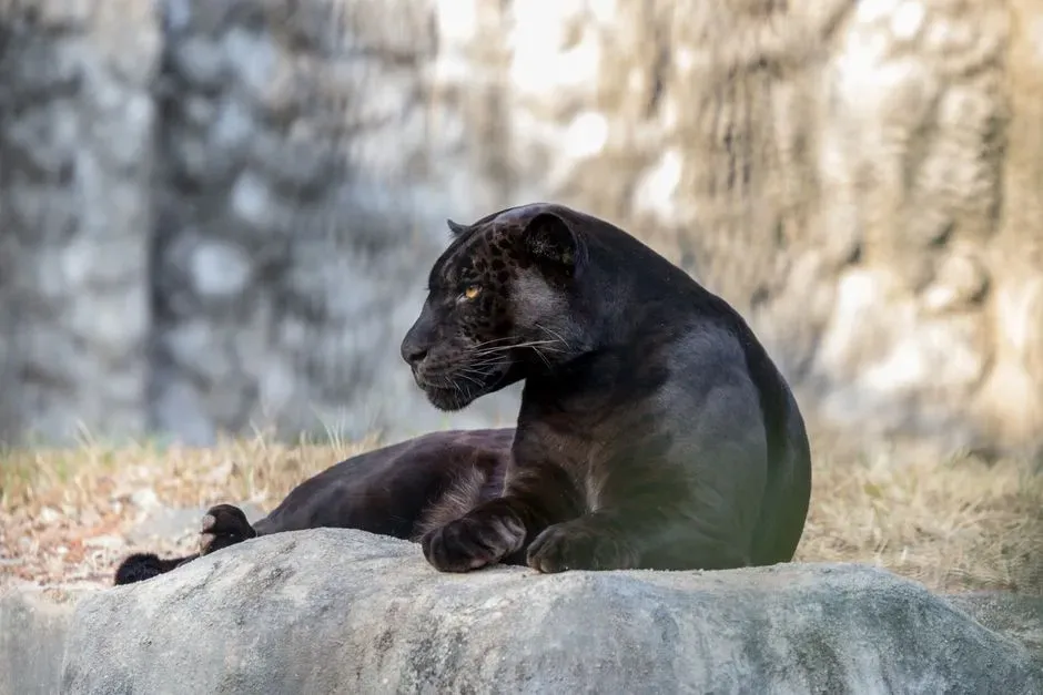 Black Panther Is Just a Color, Not a Species (Image Credits: Pexels)