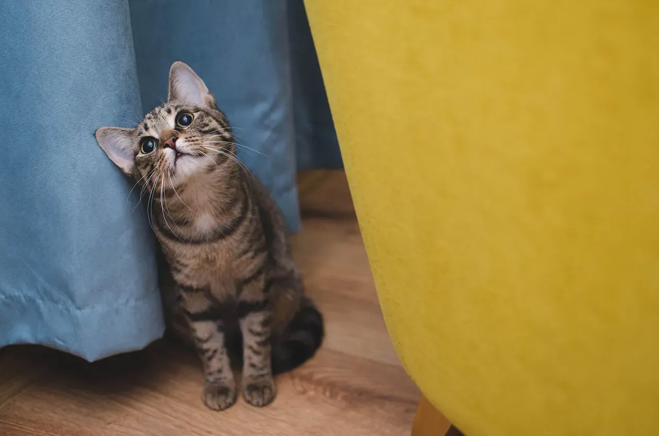 The Silent Shadow: Why Your Cat Chooses “Near, Not On” You (Image Credits: Pixabay)