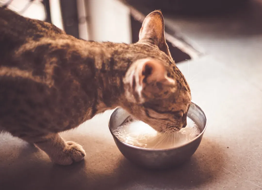 Myth 3: Milk Is a Healthy Treat for Cats (Image Credits: Unsplash)