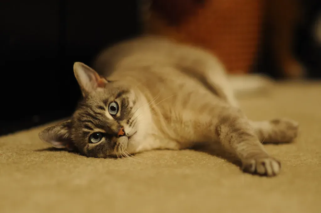 8. Play Dead - The Grand Finale (patchattack, Flickr, CC BY-SA 2.0)