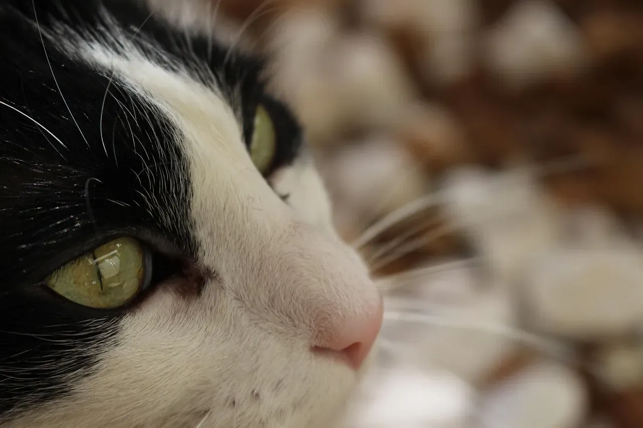 Cats Actually Have Limited Color Vision (Image Credits: Pixabay)