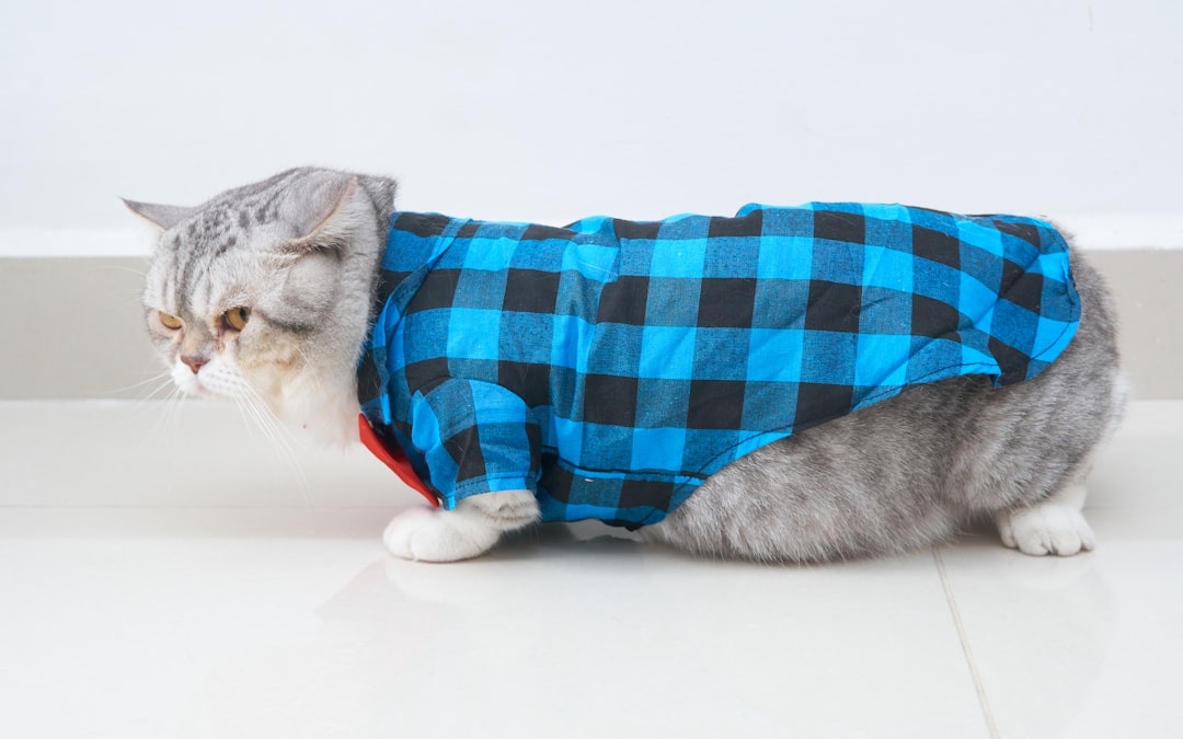 Getting Your Cat Used to Wearing Coats (Image Credits: Unsplash)