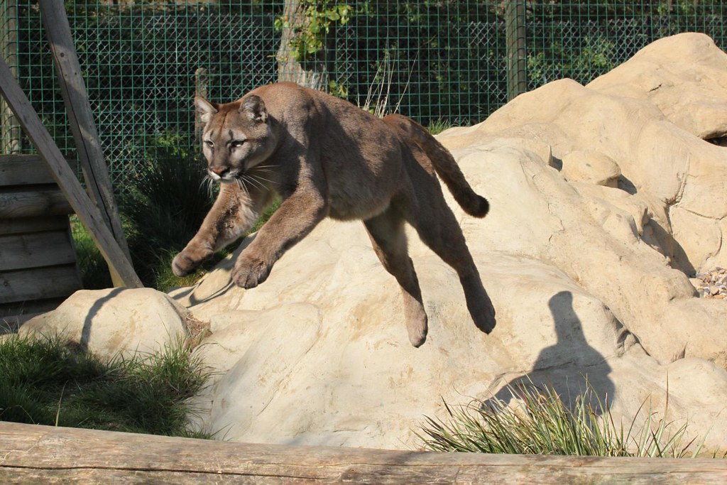 They Possess Extraordinary Jumping Abilities (Image Credits: Flickr)