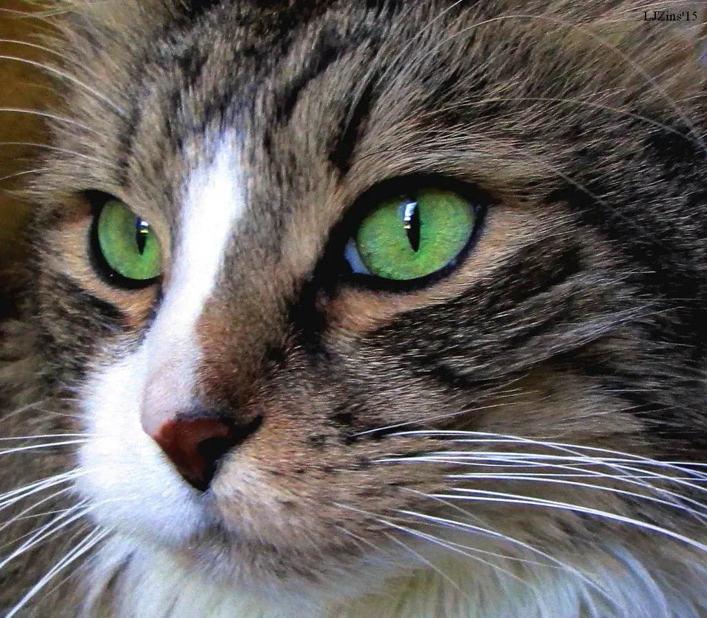 When Your Cat's Eyes Are Warning You About Health (Image Credits: Flickr)