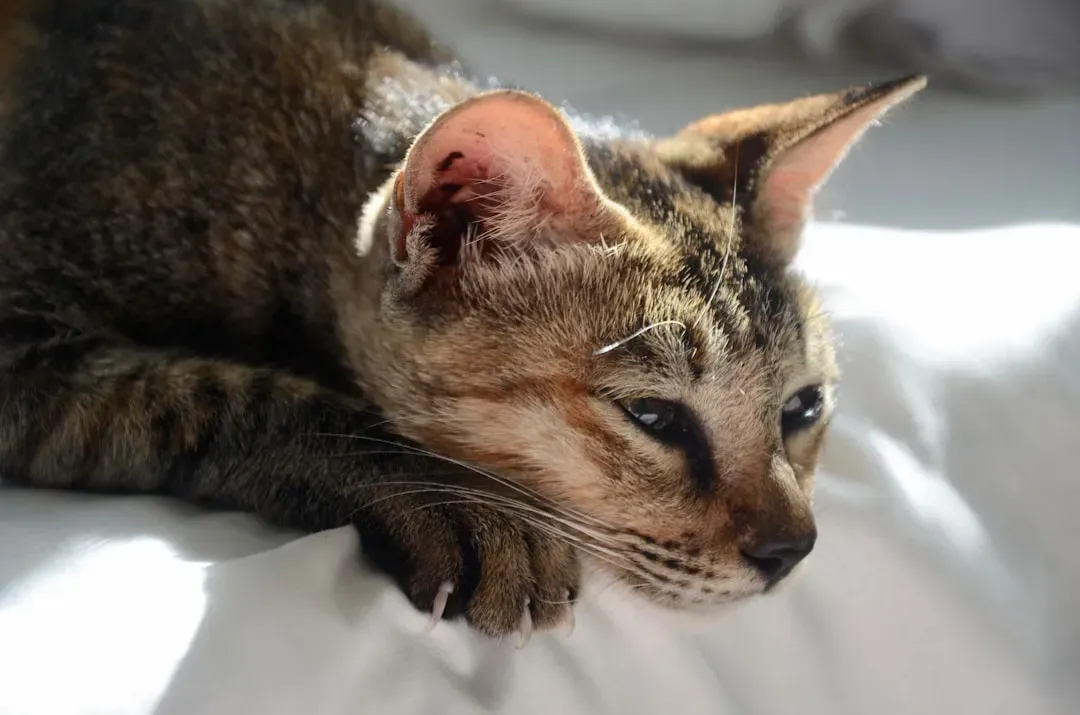 Why Cats Purr When They're Hurt (Image Credits: Unsplash)