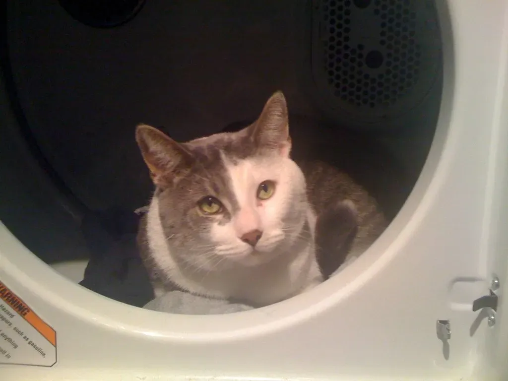 Laundry Appliances That Become Fatal Hiding Spots (Image Credits: Flickr)