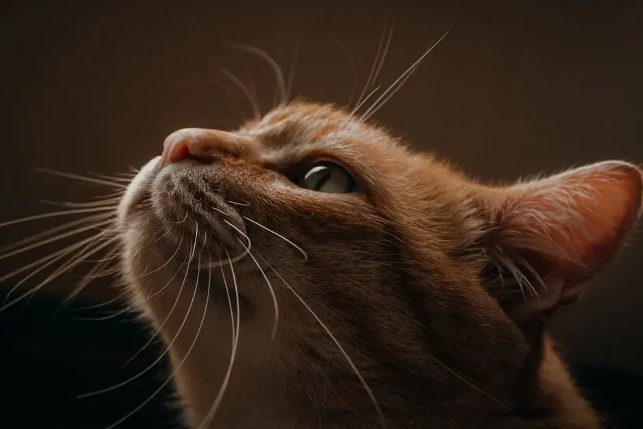 Whiskers Are Powerful Mood Indicators - If You Know How to Read Them (Image Credits: Pexels)