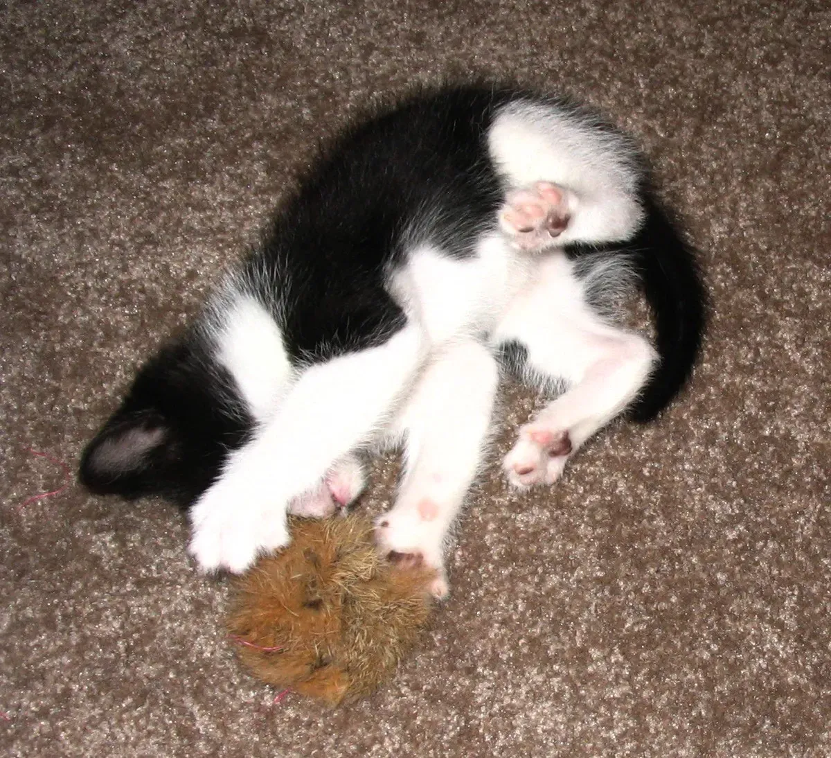 7. Bunny Kicking: Practicing Self-Defense Tactics (By Dcoetzee, Public domain)