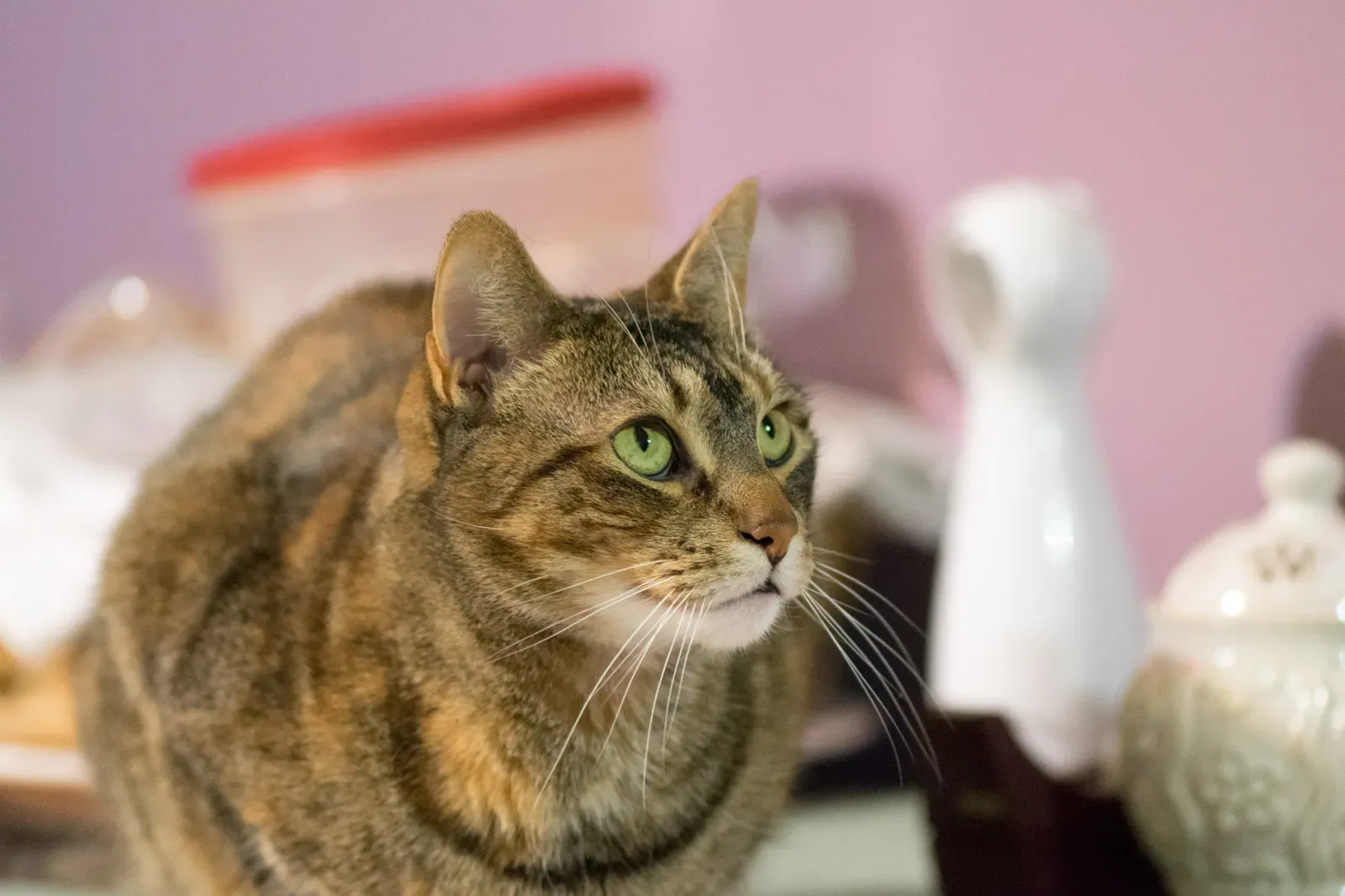 Staring Can Mean They Want to Play (Image Credits: Wikimedia)