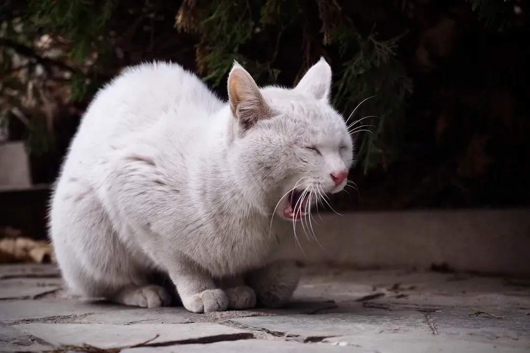 Vomiting vs. Regurgitation: Two Very Different Things (Image Credits: Unsplash)