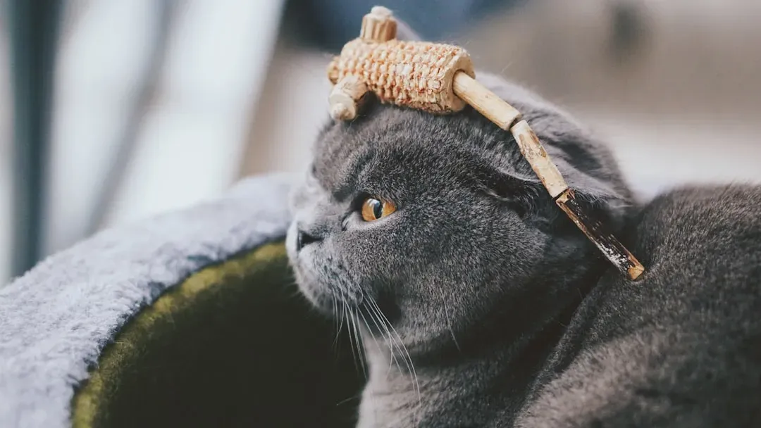 The Feline Brain: Surprisingly Similar to Yours (Image Credits: Unsplash)