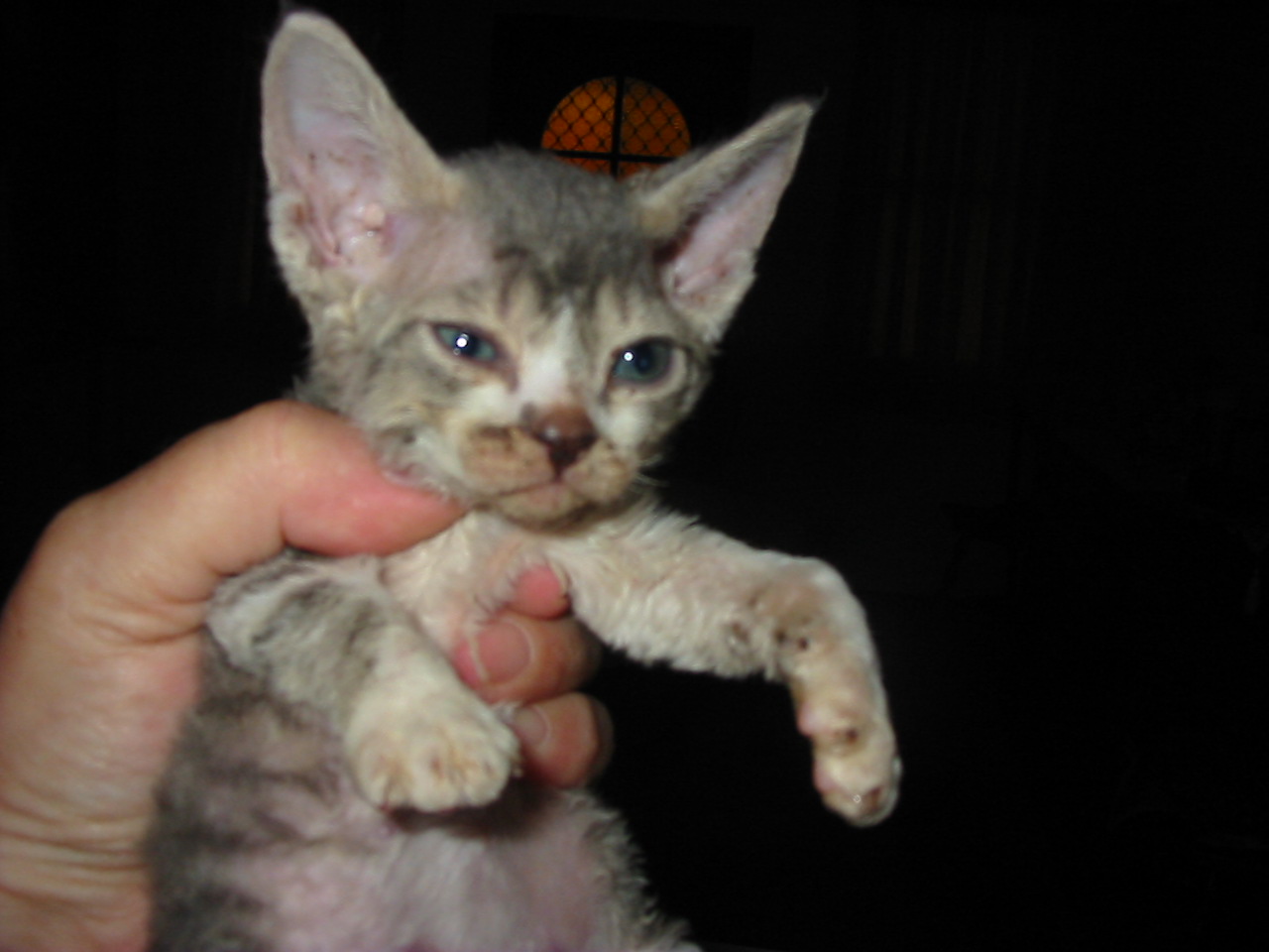 Devon Rex Kittens: Perpetual Kitten Energy in Curly Coats (Image Credits: Wikimedia)