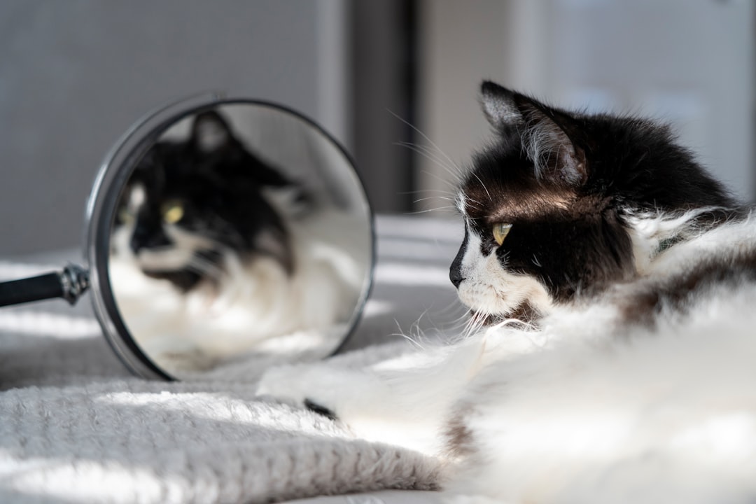 Their Own Reflection: The Mysterious Doppelganger (Image Credits: Unsplash)