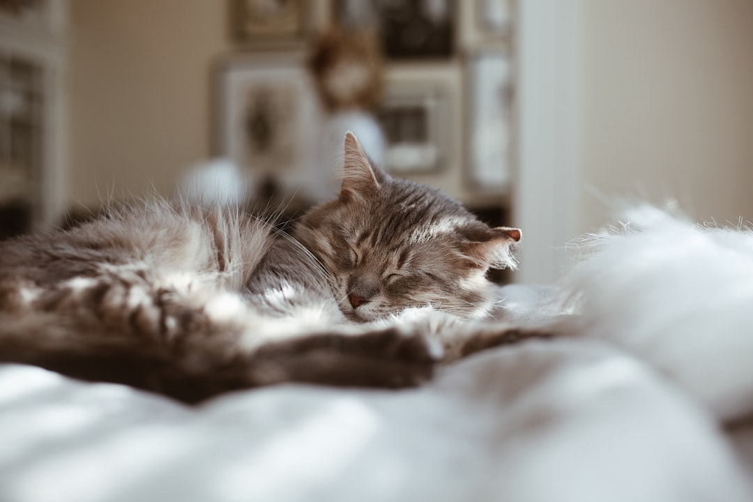 Noticing Vivid Dreams and Visitations (Image Credits: Unsplash)