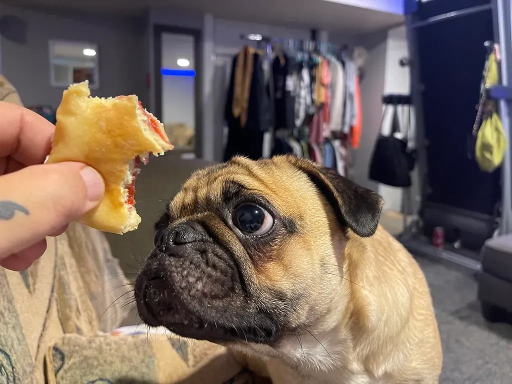 3. Pug: Master of the Guilt Trip (Image Credits: Flickr)