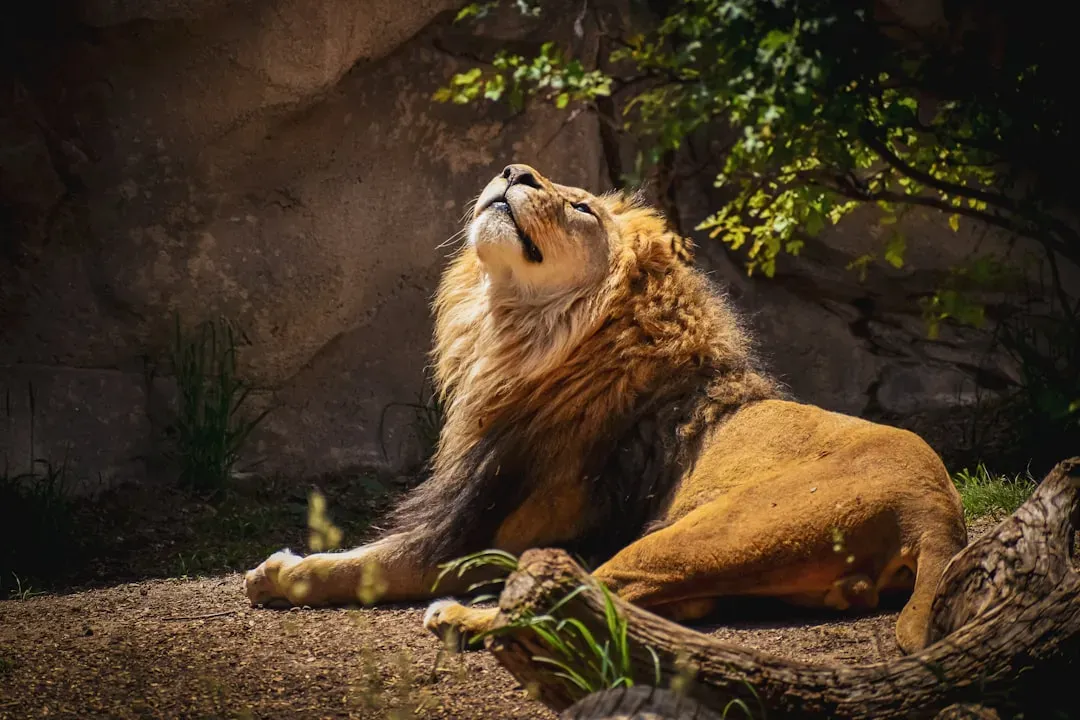 Leo: The Undisputed Ruler (Image Credits: Unsplash)