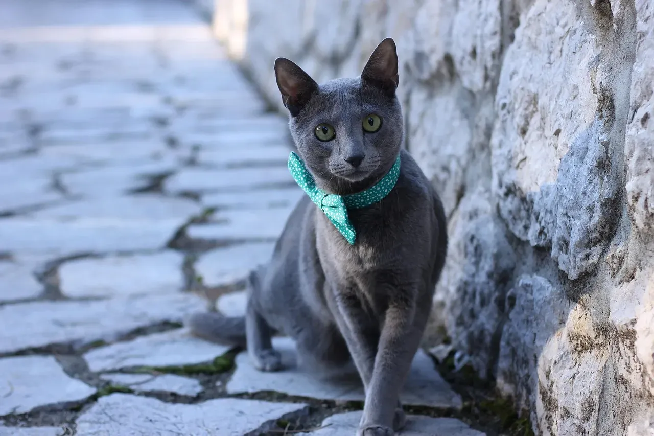 Russian Blue: Elegant Yet Surprisingly Hardy (Image Credits: Pixabay)