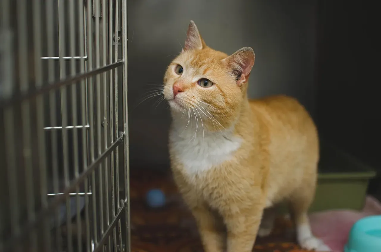 #8 - Shelter Cats Who Slow Blink Get Adopted Faster (Image Credits: Pixabay)