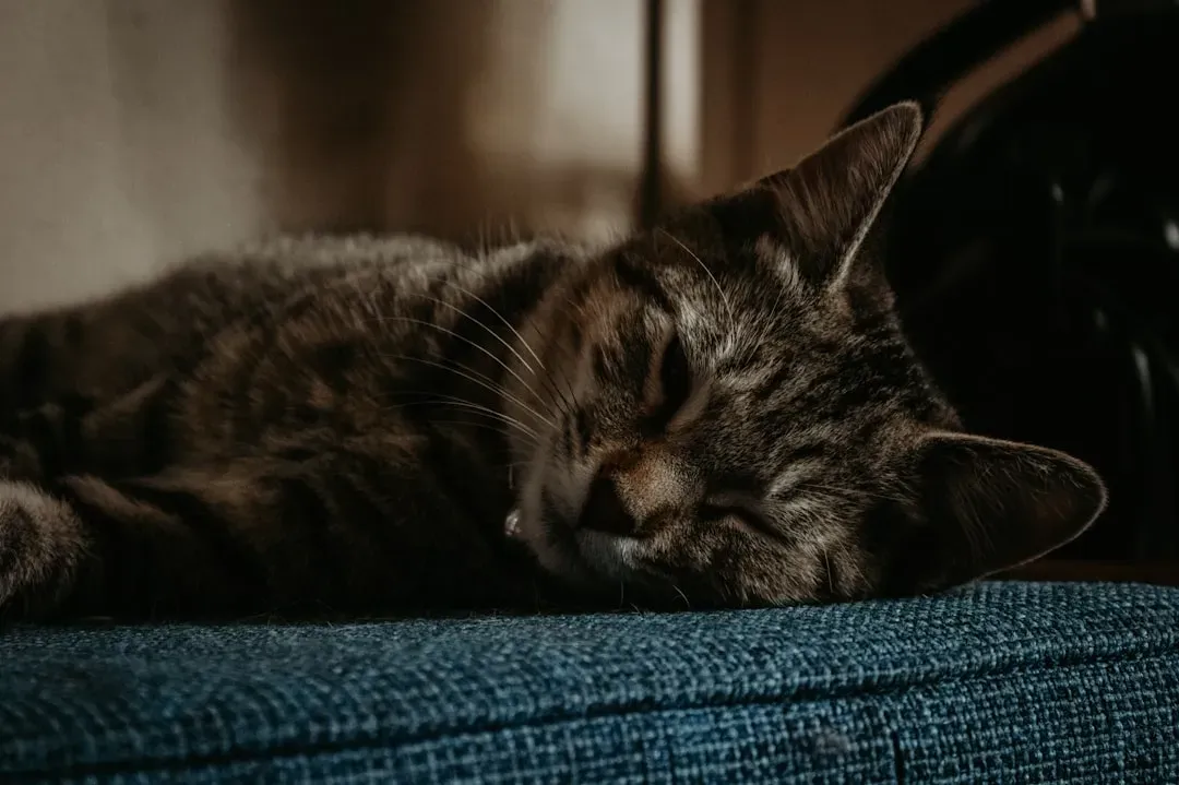 When Purring Becomes a Self-Healing Mechanism (Image Credits: Unsplash)