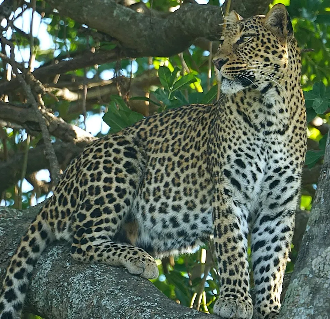 Built for Stealth: The Perfect Predator's Body (Image Credits: Unsplash)