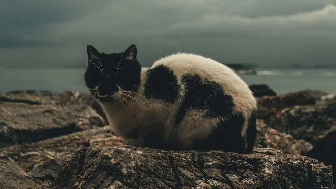 Behavioral Signs Your Cat Is Predicting a Storm (Image Credits: Unsplash)