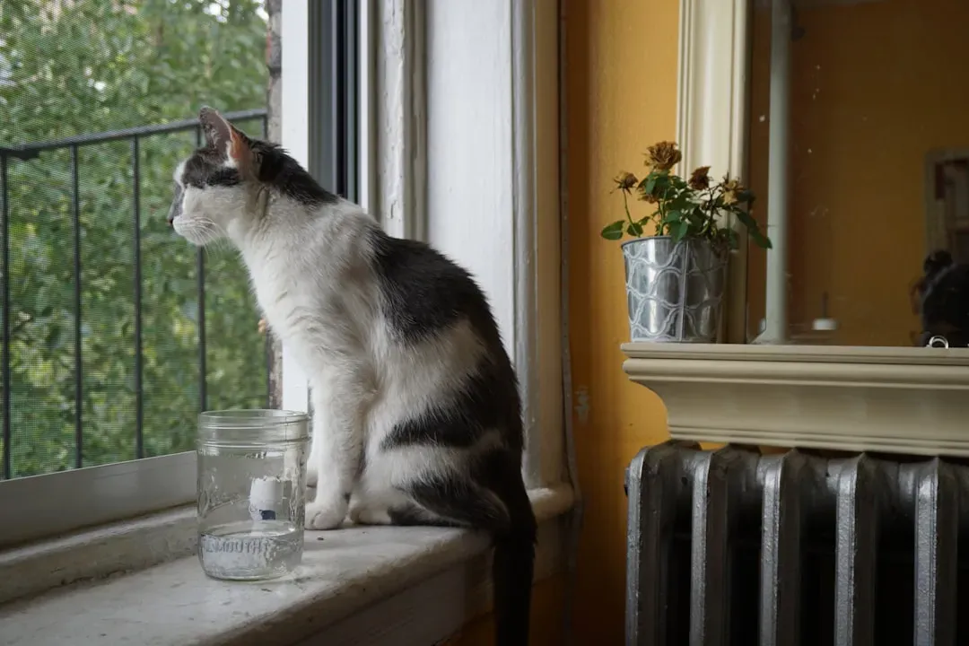 How Cats Read Your Facial Expressions (Image Credits: Unsplash)