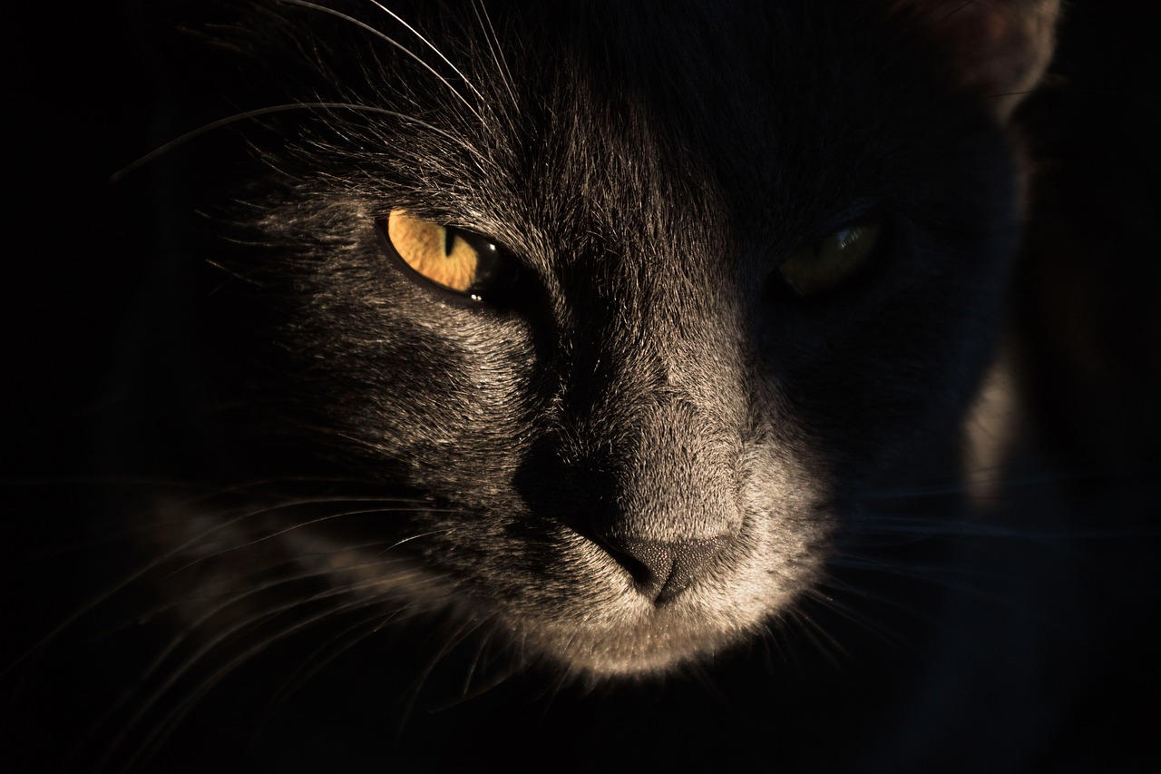 Circadian Chaos: How Moonlight Disrupts Cat Sleep Patterns (Image Credits: Pixabay)