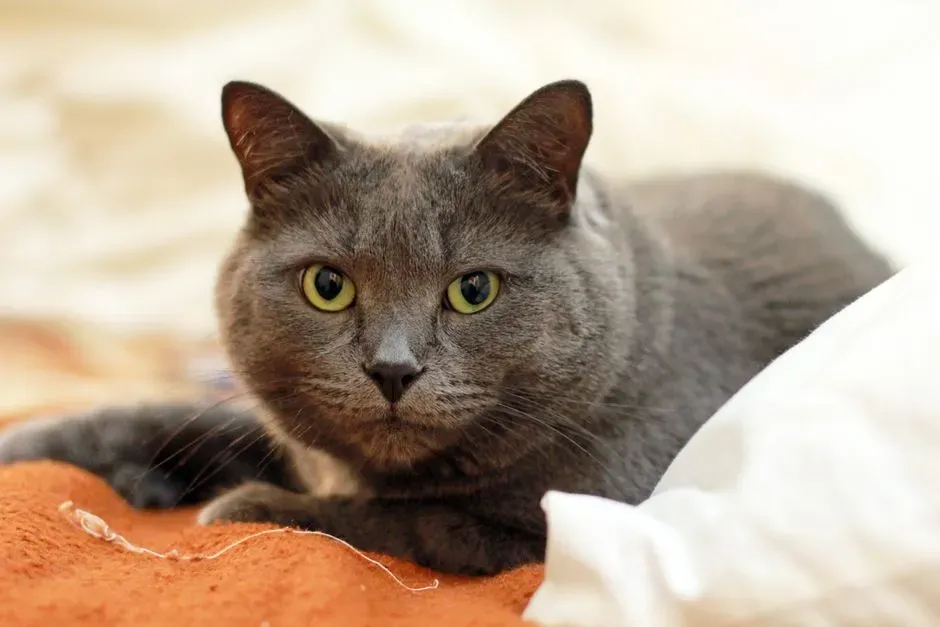 #11 - The Chartreux's Plush Calm That Compounds With Age (Image Credits: Pexels)