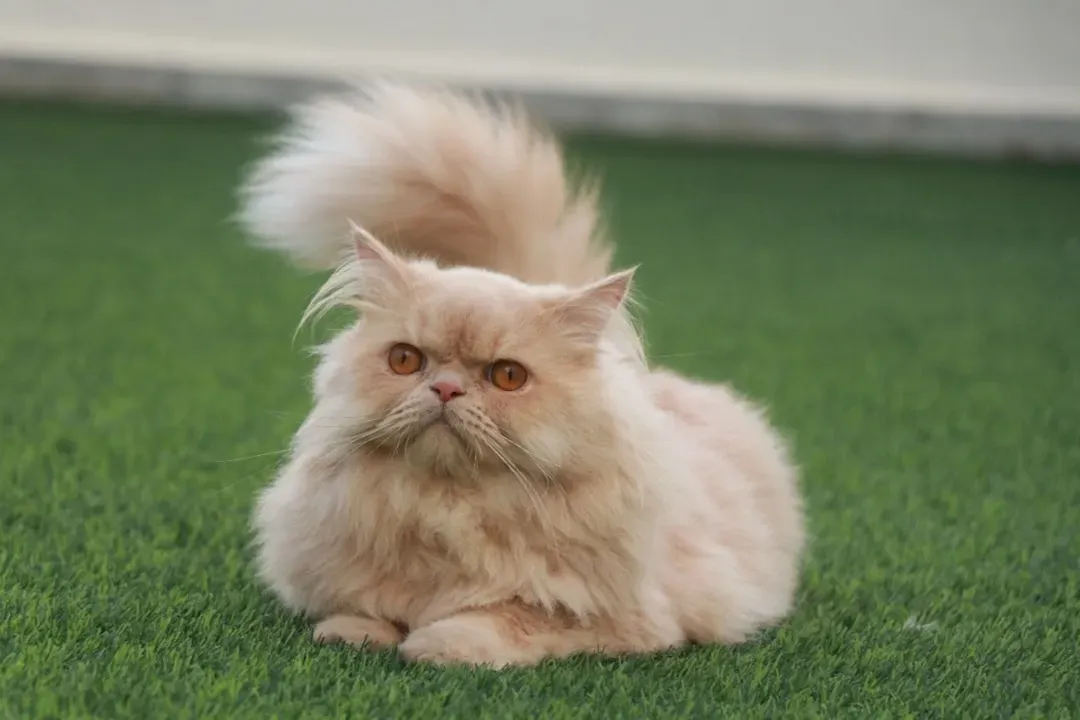 Persian Cats: Flat Faces, Flat s (Image Credits: Unsplash)