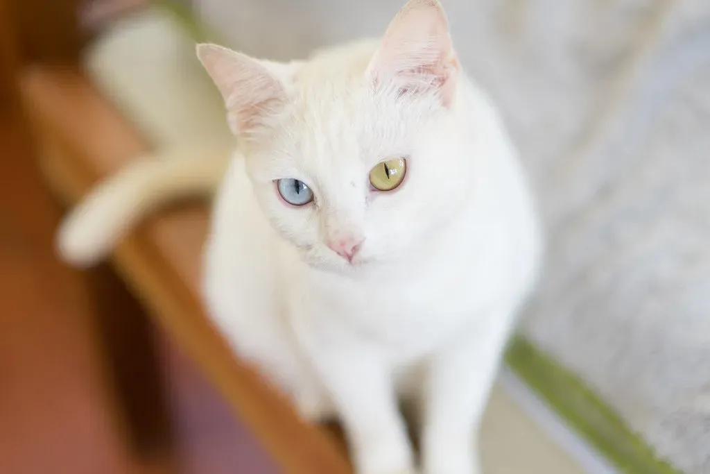 2. The Khao Manee: Thailand's Living Gemstone (hthuy.phan, Flickr, CC BY 2.0)