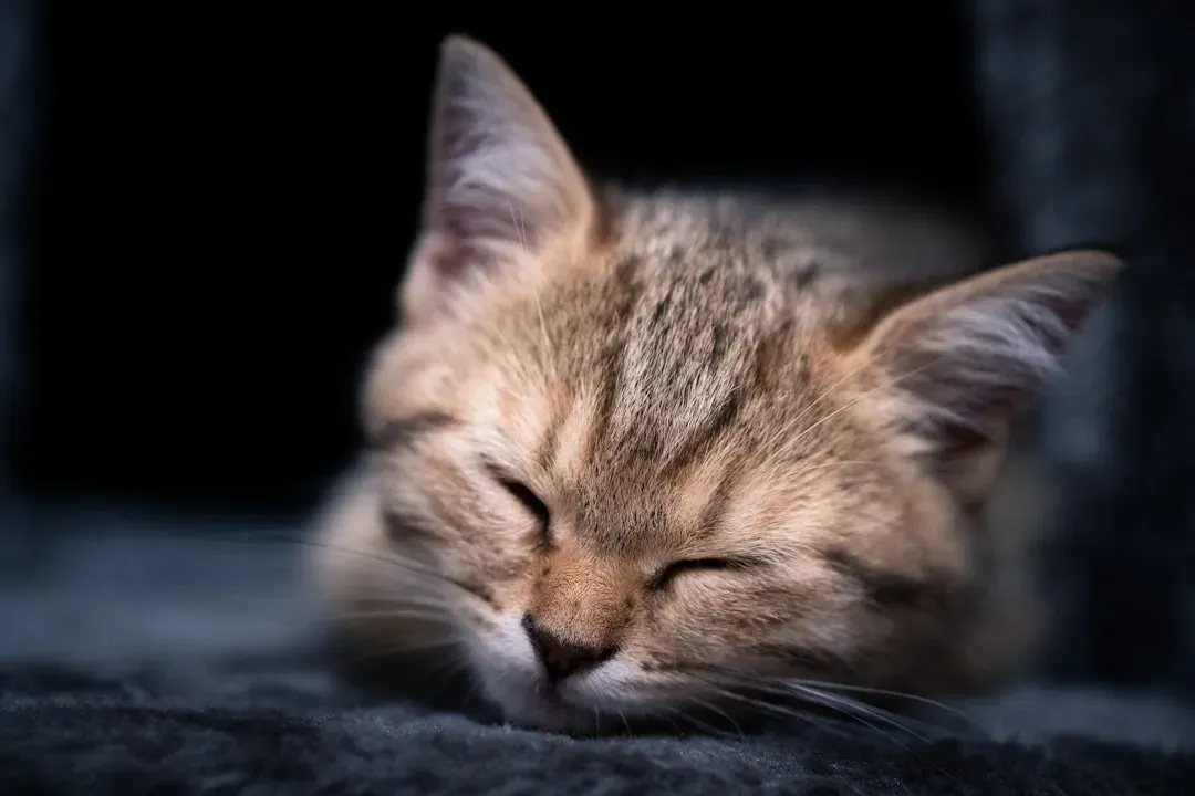 Your Nighttime Routine Helps Your Cat Feel Secure (Image Credits: Unsplash)