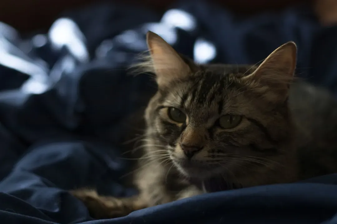 The Nighttime Watchman You Never Knew You Had (Image Credits: Unsplash)