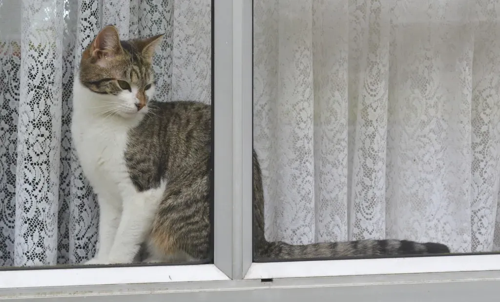 When Window Watching Signals Something Deeper (GPS 56, Flickr, CC BY 2.0)